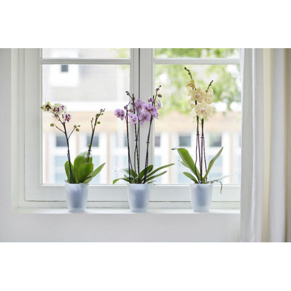 BRUSSELS ORCHID 16CM TRASP.