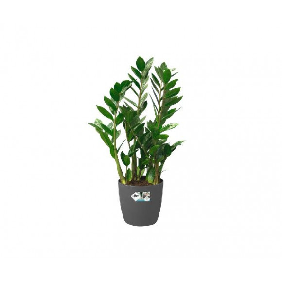 BRUSSELS R. WHEELS 40CM ANT.