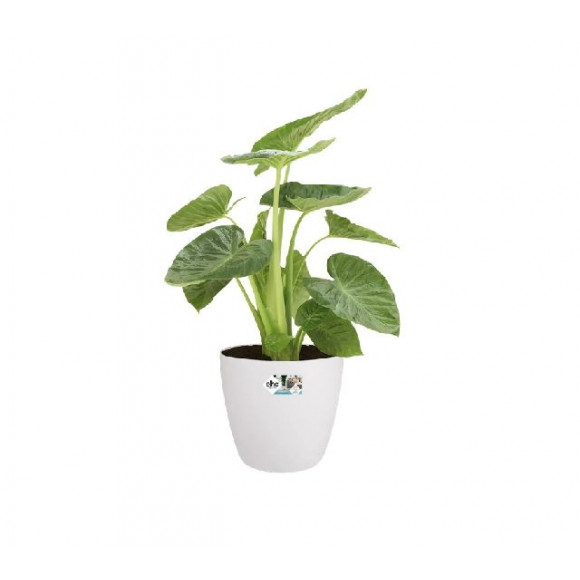 BRUSSELS R. WHEELS 40CM WHITE