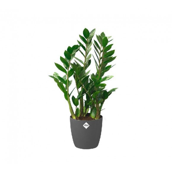 BRUSSELS R. WHEELS 47CM ANT.