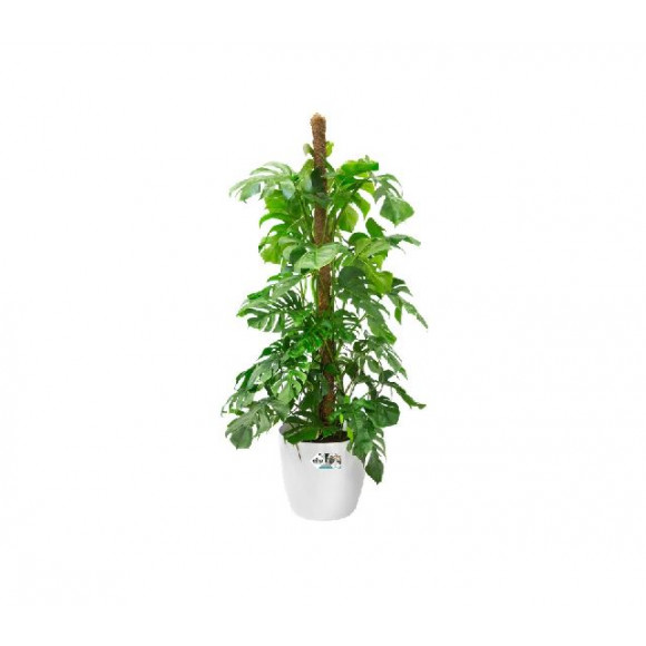 BRUSSELS R. WHEELS 47CM WHITE