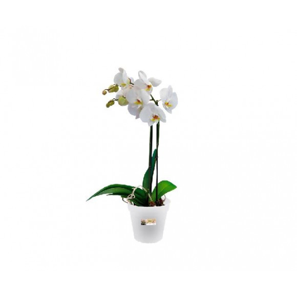 GB ORCHID 15CM TRASP.