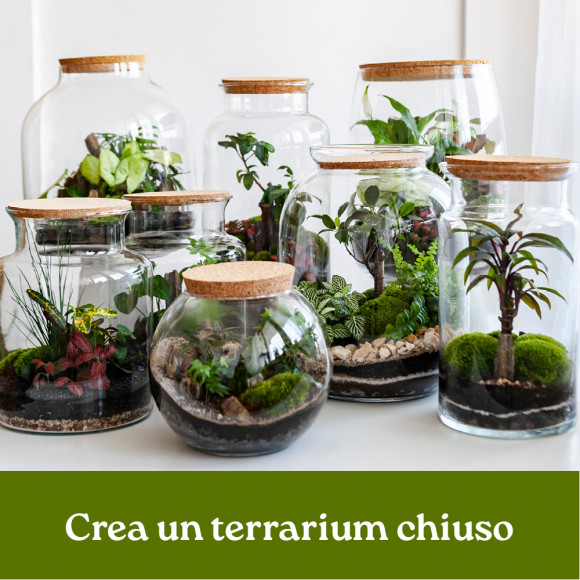 CREA UN TERRARIUM CHIUSO