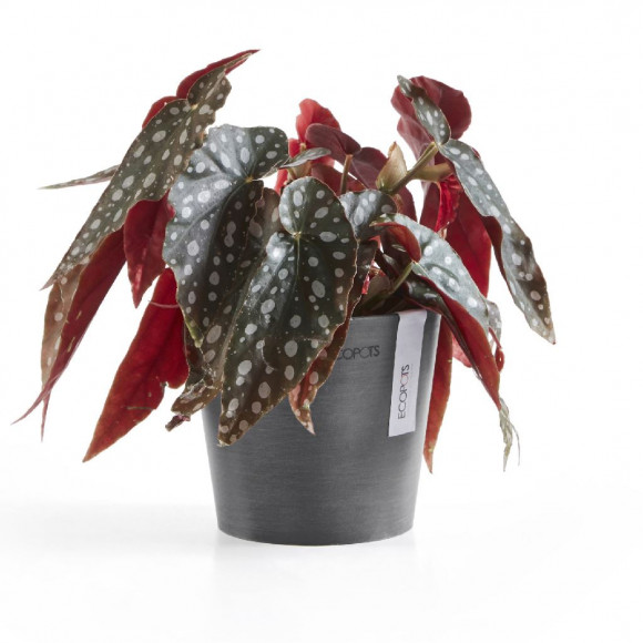 AMSTERDAM 13 CM  GREY