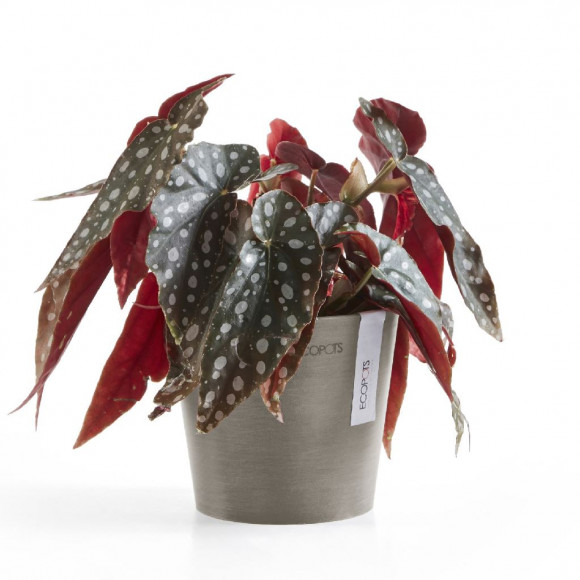 AMSTERDAM 13 CM  TAUPE