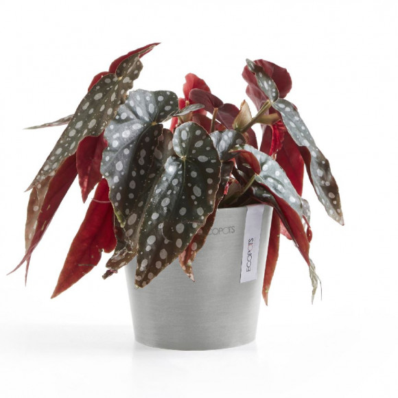 AMSTERDAM 13 CM  WHITE GREY