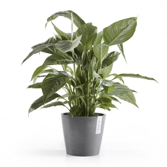 AMSTERDAM 20 CM  GREY 2