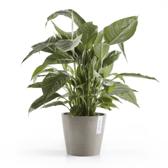 AMSTERDAM 20 CM  TAUPE