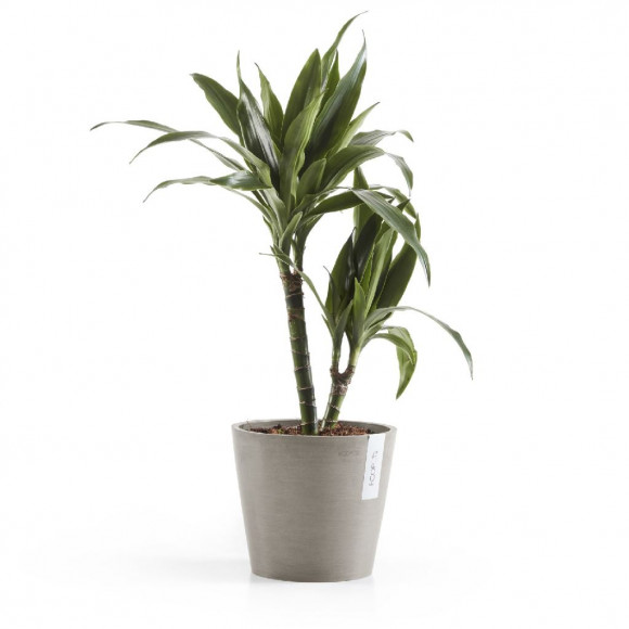 AMSTERDAM 20 CM  TAUPE