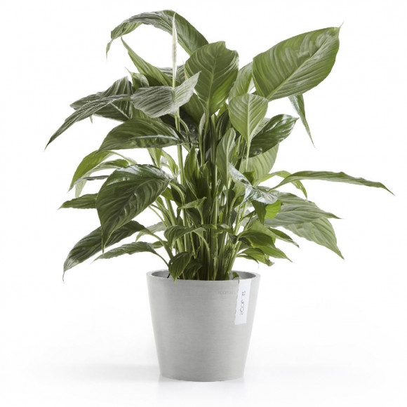 AMSTERDAM 20 CM  WHITE GREY 2