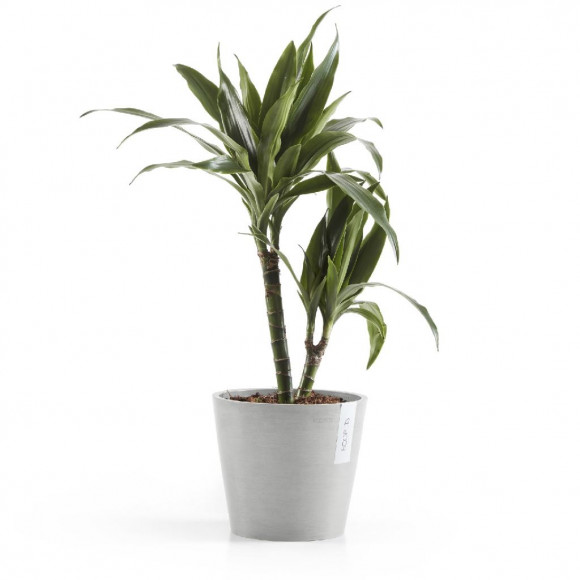 AMSTERDAM 20 CM  WHITE GREY