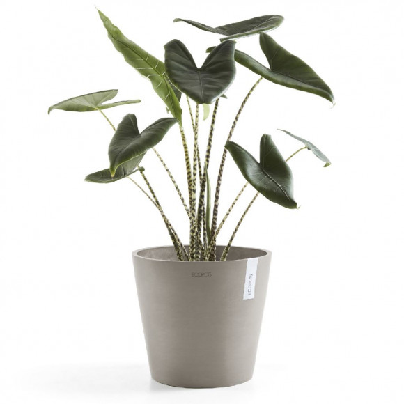 AMSTERDAM 25 CM  TAUPE