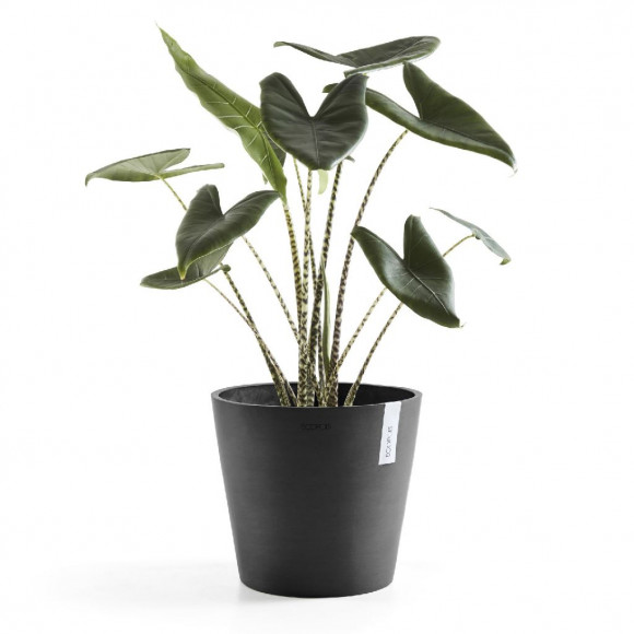 AMSTERDAM 30 CM  DARK GREY 2