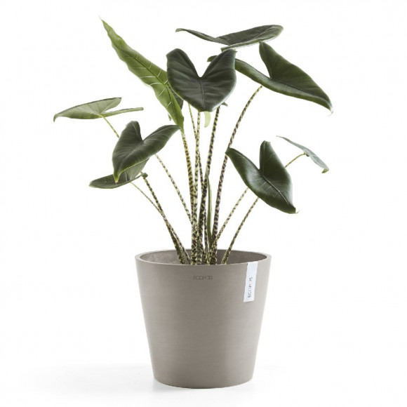 AMSTERDAM 30 CM  TAUPE