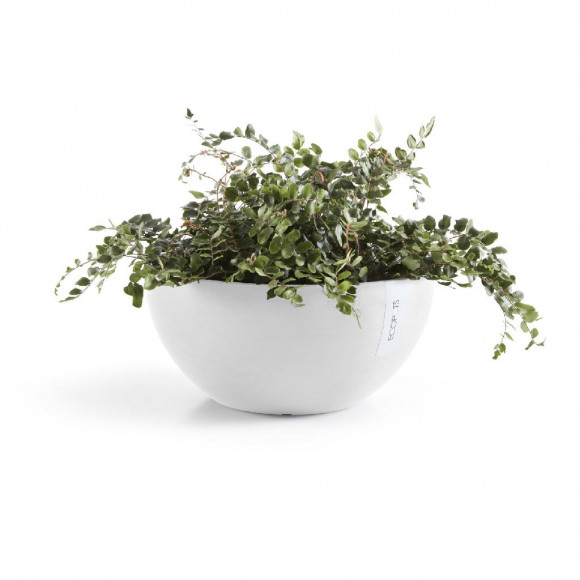 BRUSSELS 30 CM  PW 2