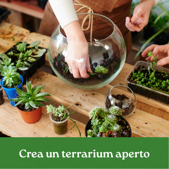 REALIZZA UN TERRARIUM APERTO