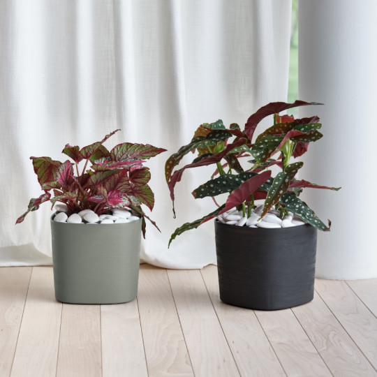 VASO CAPRI D.24 CLOUD